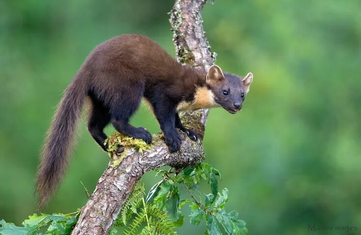 Куница в краснодарском крае фото и описание Pine Marten Pine marten, Animal photography, Domestic cat