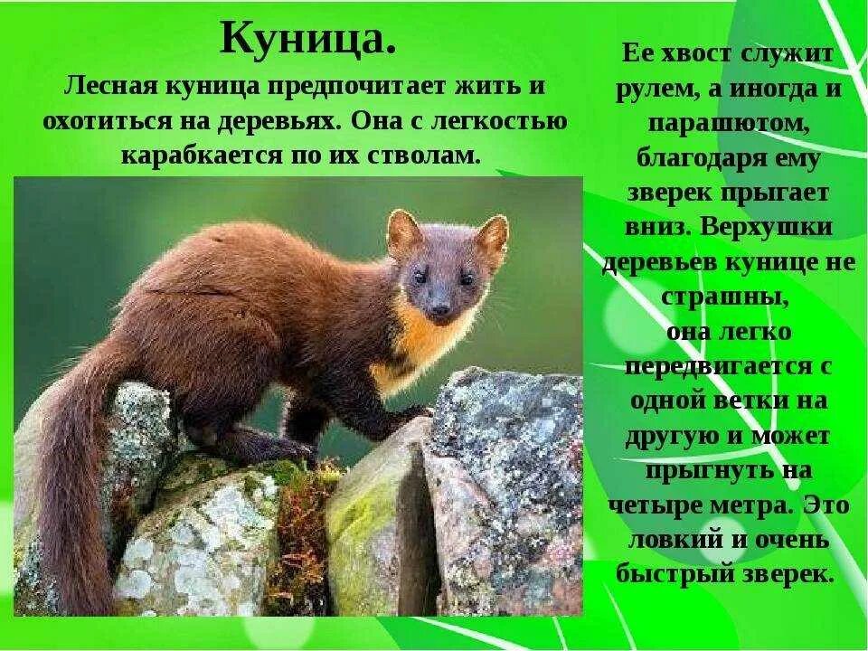 Куница в краснодарском крае фото и описание Куница относится