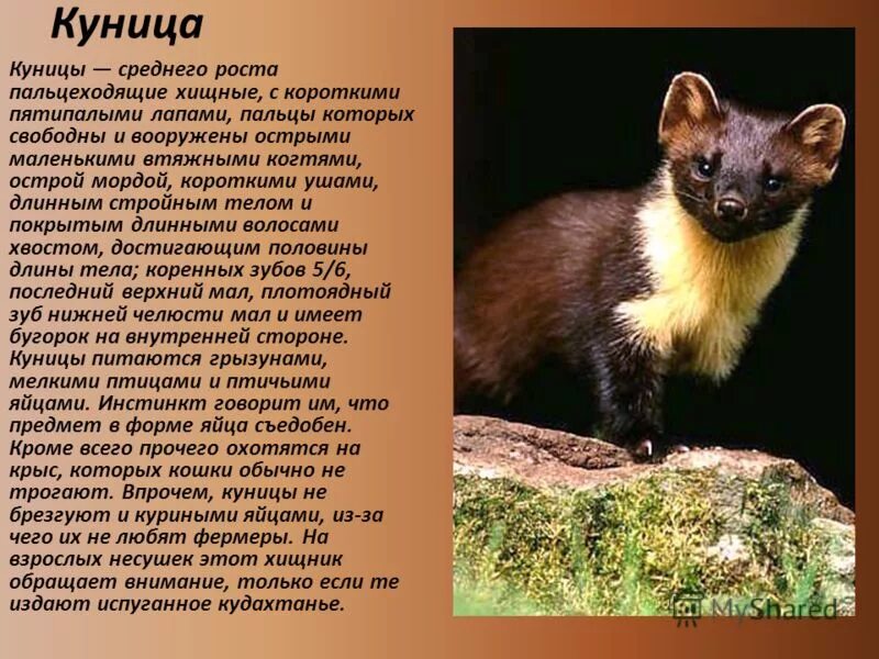 Куница в краснодарском крае фото и описание Куница книга