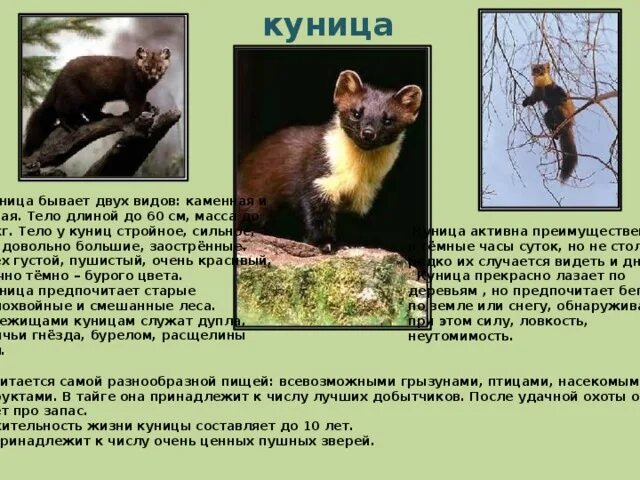 Куница в краснодарском крае фото и описание Презентация по географии "Пушные звери России"