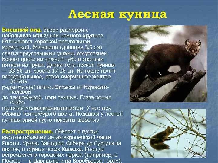 Куница в краснодарском крае фото и описание Куница книга