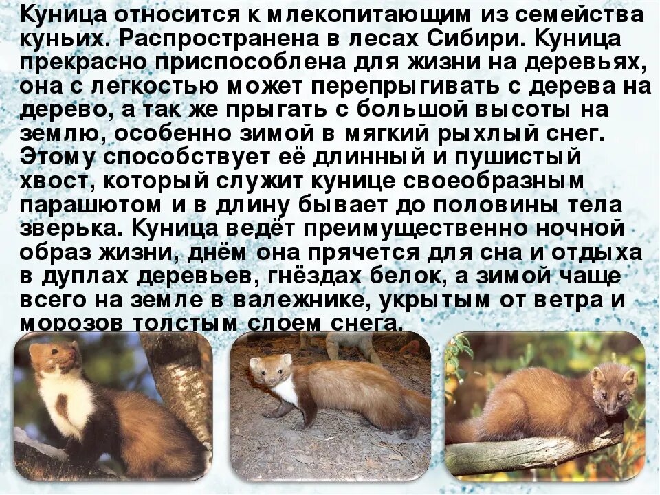 Куница в краснодарском крае фото и описание Куница книга