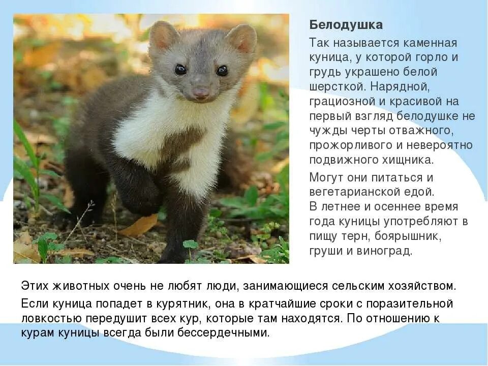 Куница в крыму фото и описание Картинки КУНИЦА ДОКЛАД