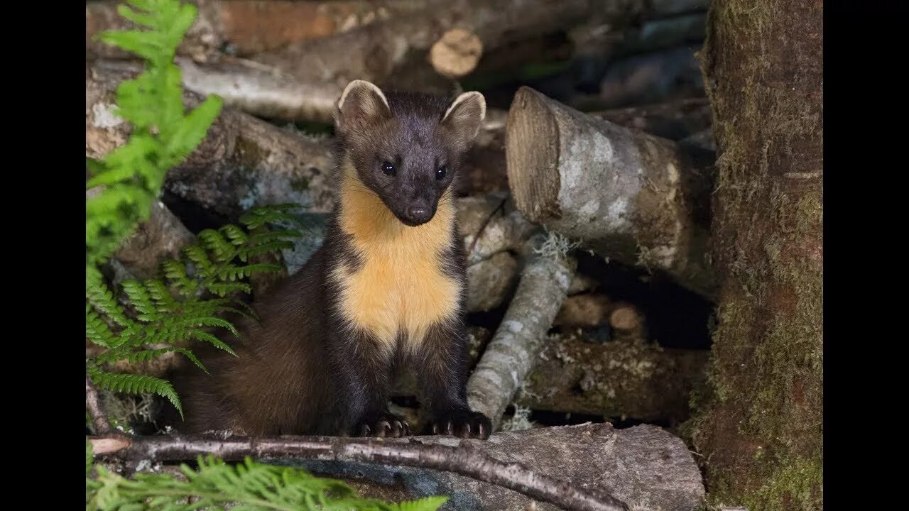 Куница в крыму фото и описание Pinemarten's Galore, Mums and Kitts - YouTube