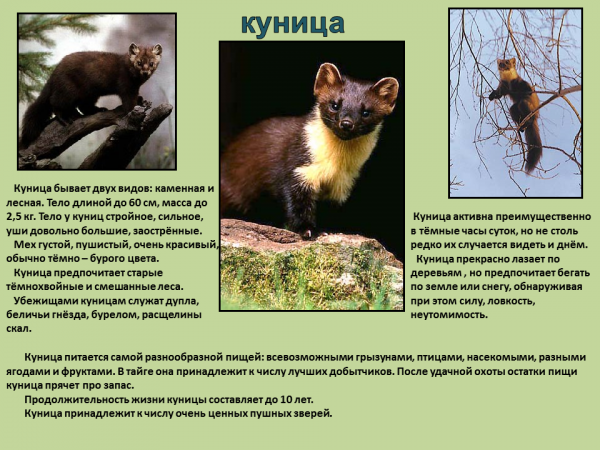 Куница в крыму фото и описание Презентация на тему Пушные звери 7 класс - скачать бесплатно pptx