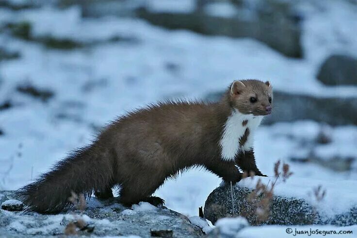Куница в крыму фото и описание Pin en Deine "Gefällt mir"-Angaben bei Pinterest Fauna, Carnivoros, Martes