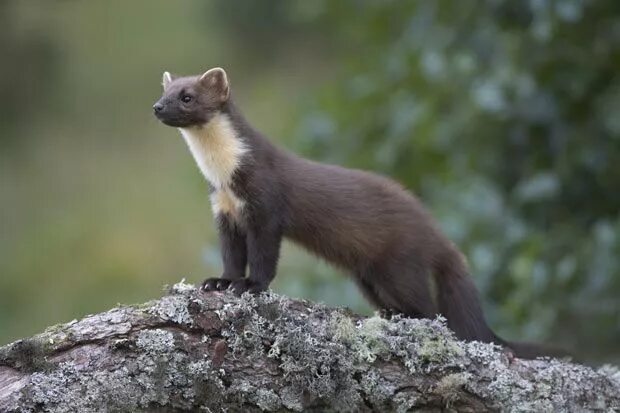 Куница в крыму фото и описание Caledonia, Scotland's Heart of Pine: Peter Cairns' photos of Scottish forests an