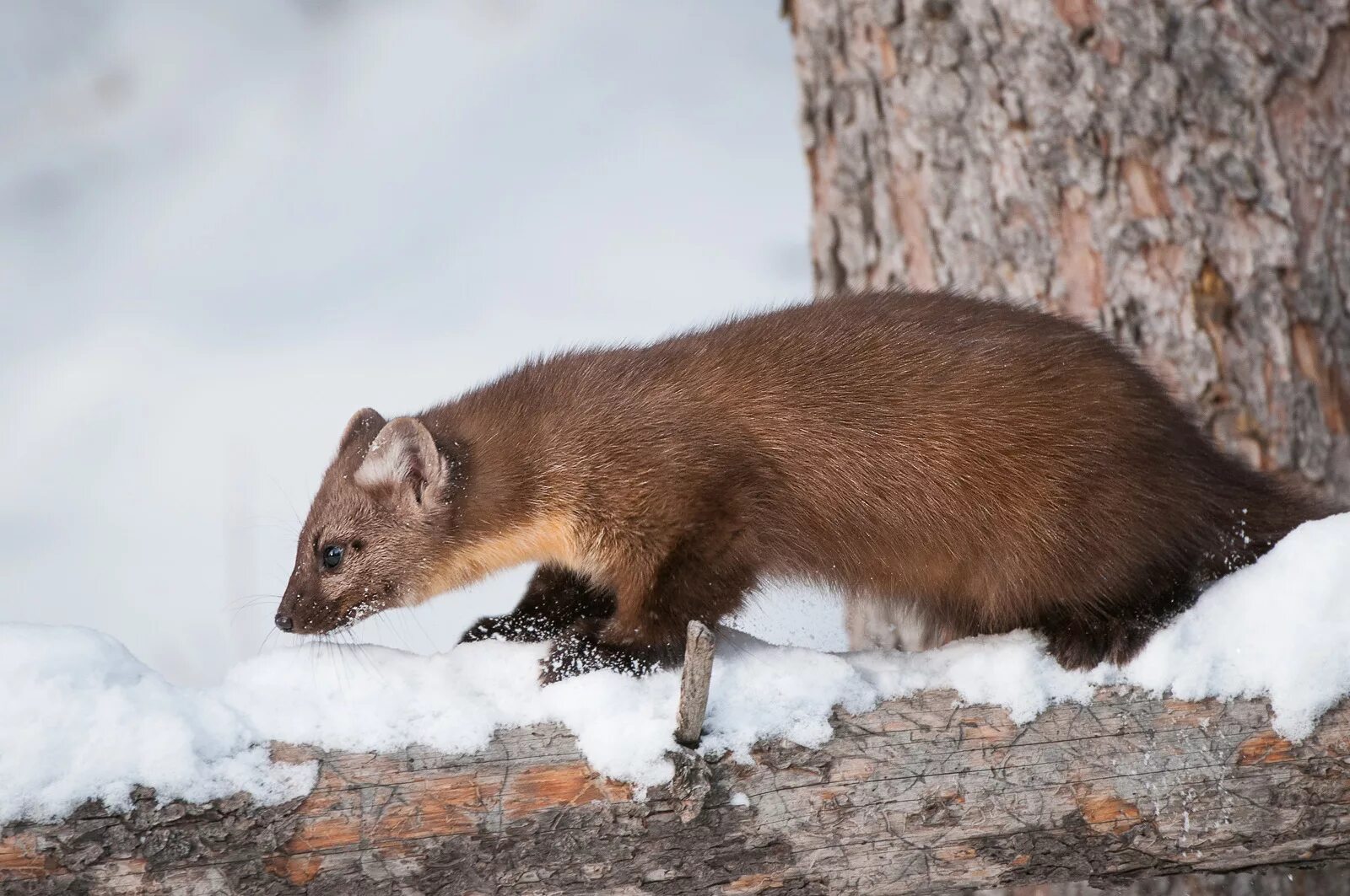 Куница в самарской области фото Pine Marten Sean Crane Photography
