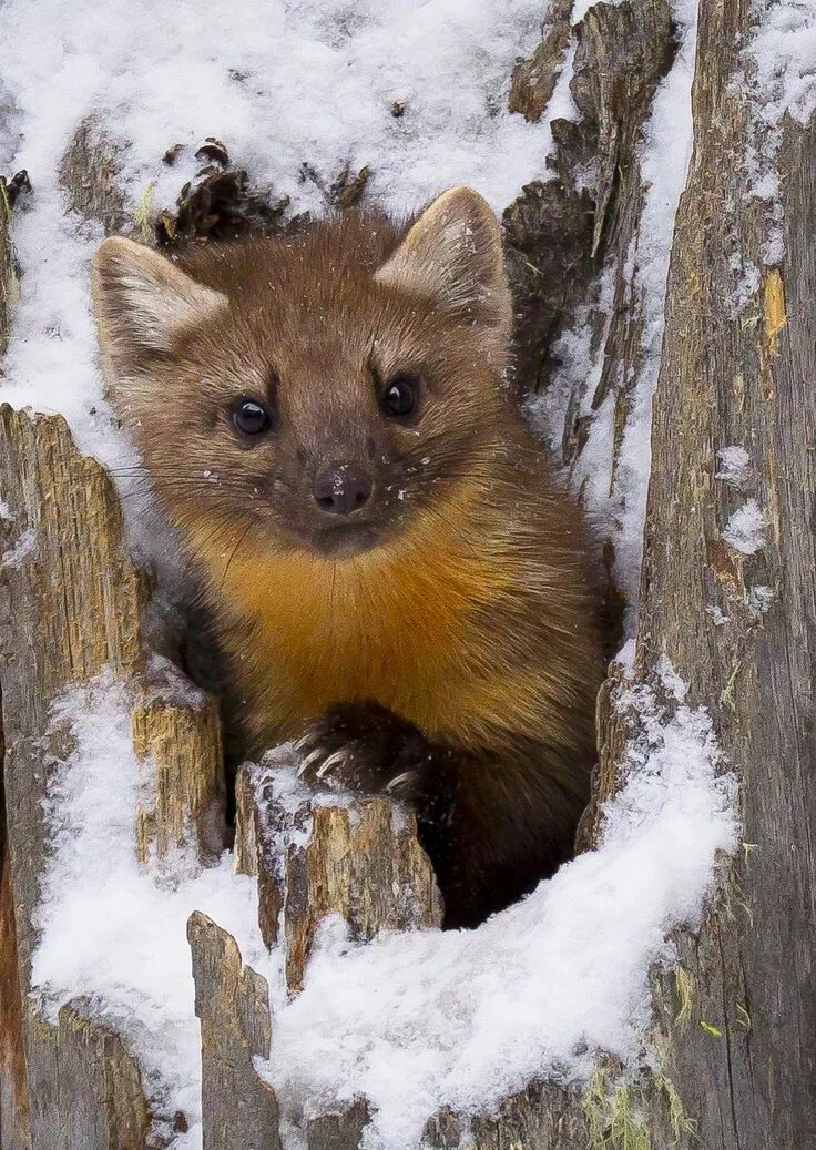 Куница в самарской области фото Pine Marten in Yellowstone Animals, Animals beautiful, Animals wild