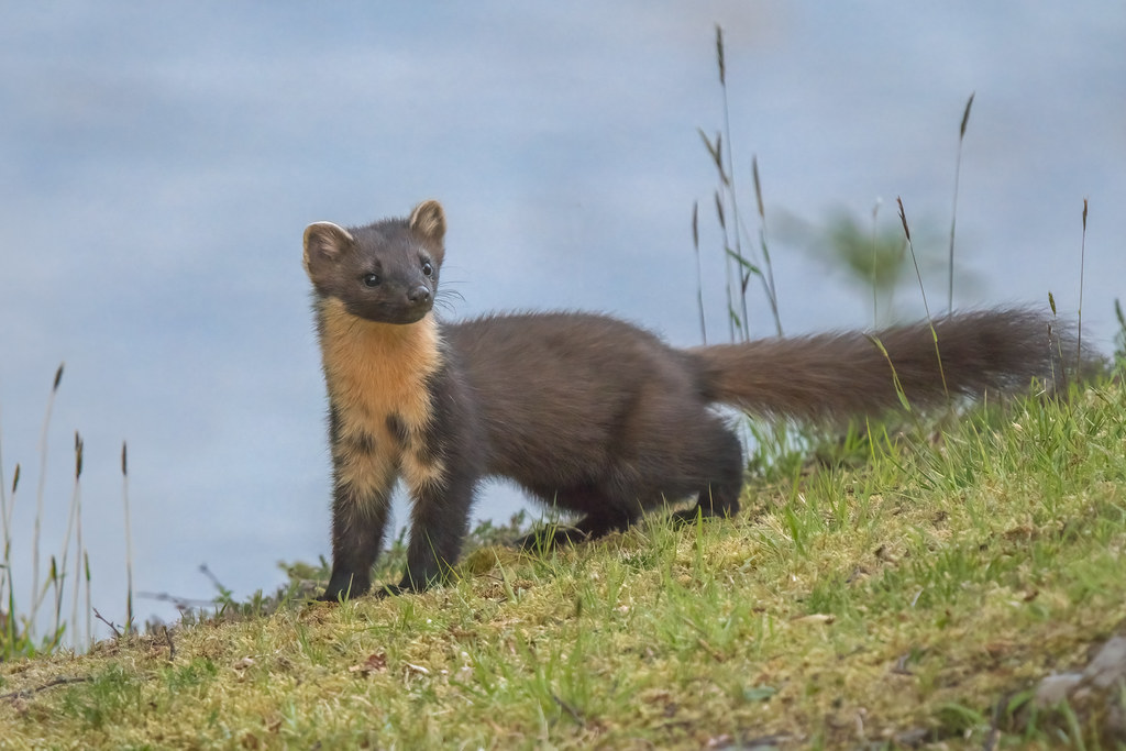 Куница в самарской области фото Pine Marten I'm away for a few days so won't have access t. Flickr