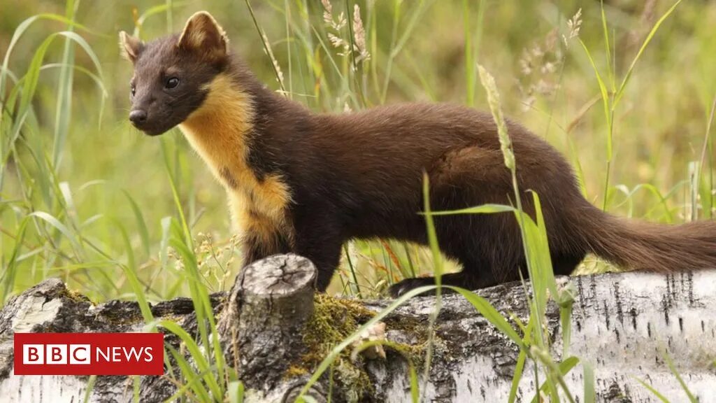 Куница в ставропольском крае фото Pine marten hope to boost Lake District red squirrels - BBC News