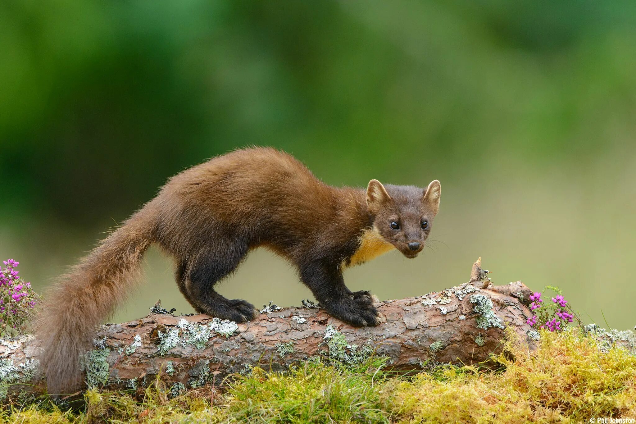 Куница в ставропольском крае фото Pine Marten (Martes martes)