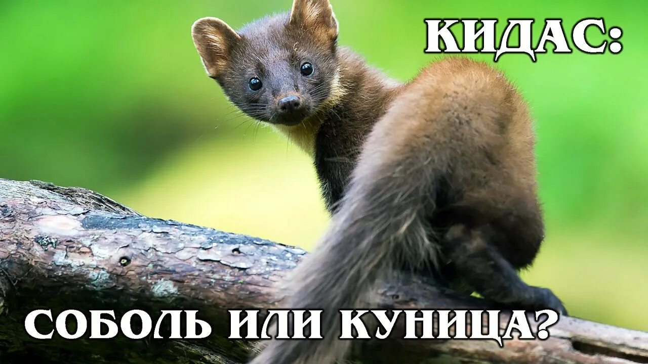 Куница в ставропольском крае фото КИДАС: Редкий гибрид европейской куницы и сибирского соболя Интересные факты про