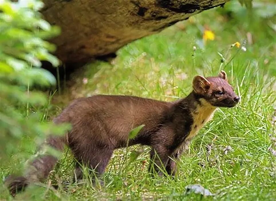 Куница в ставропольском крае фото Fauna da Rússia Marta (Martes) é um mamífero carnívoro da família dos mustelídeo