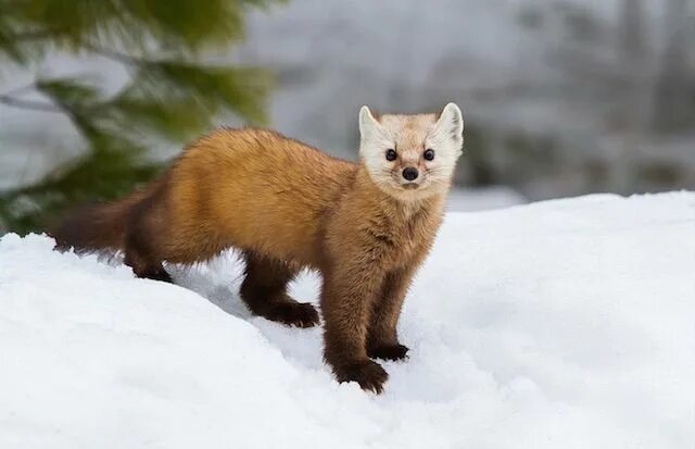Куница в тульской области фото Curiously Cute Pine Martens Amazing animal pictures, Animals wild, Pine marten