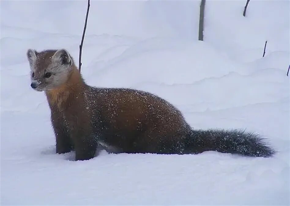 Куница в тульской области фото 10 популярных идей на тему "american marten" для вдохновения