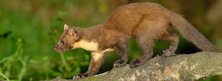 Куница в тульской области фото Pine Martens in the Scottish Highlands