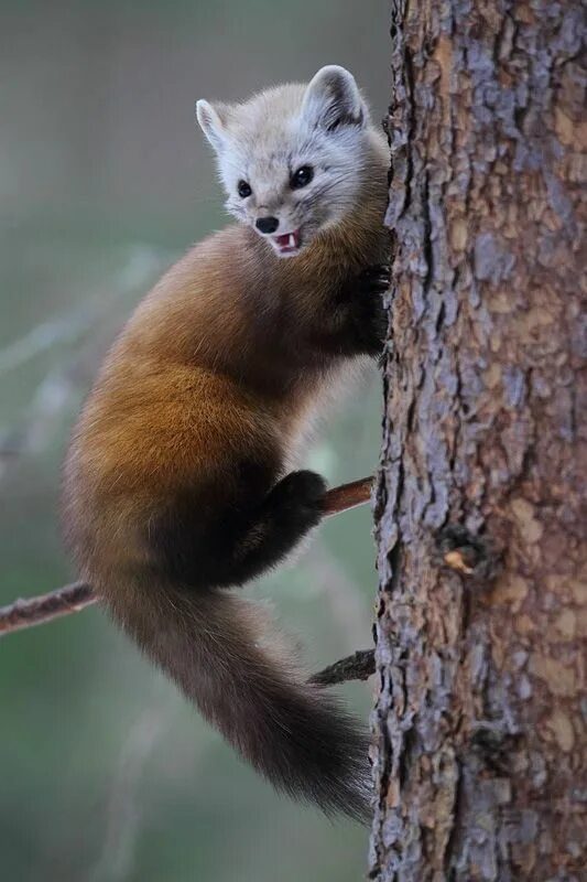 Куница в волгоградской области фото Pine Marten Cute animals, Animals beautiful, Animals wild