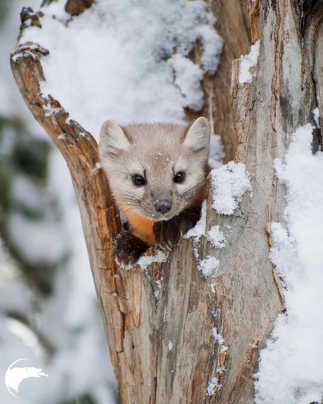 Куница зимой фото L"Snow continues to pile up in the Greater Yellowstone Ecosystem, which reminded