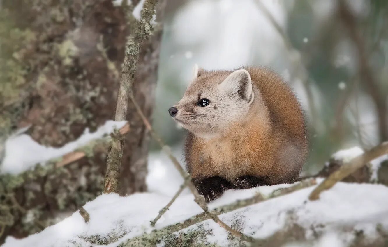 Куница зимой фото Wallpaper winter, look, snow, branches, tree, sweetheart, muzzle, lies for mobil