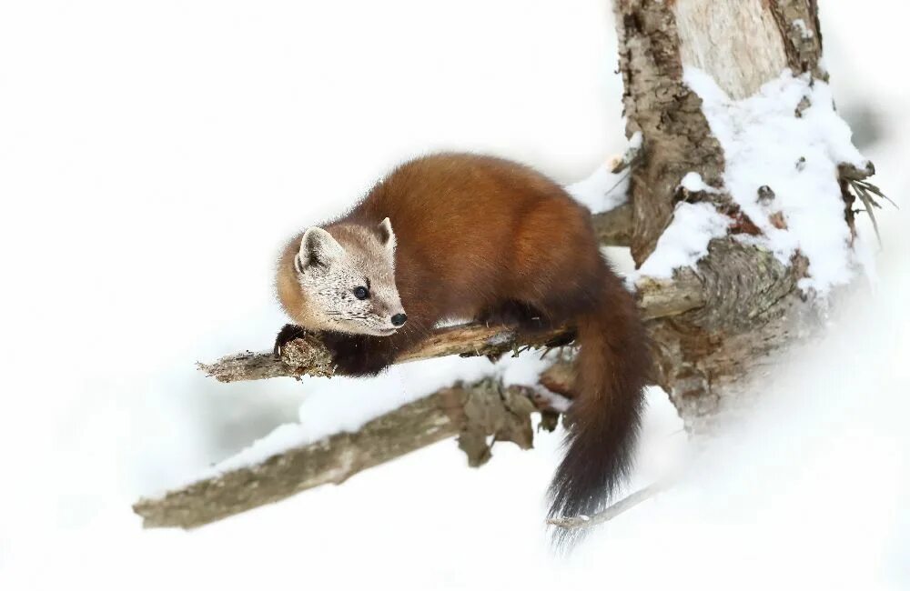 Куница зимой фото Pine Marten - Algonquin Park - Jim Cumming