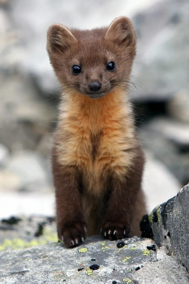Куница зверек фото дикий Куница Animali selvatici, Animali carini, Animali rari