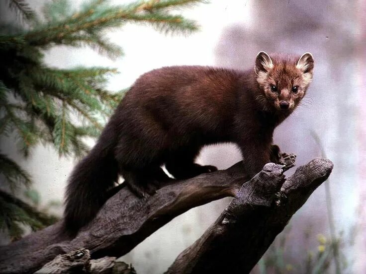 Куница зверек фото дикий Соболь Animals and pets, Animals, Mammals