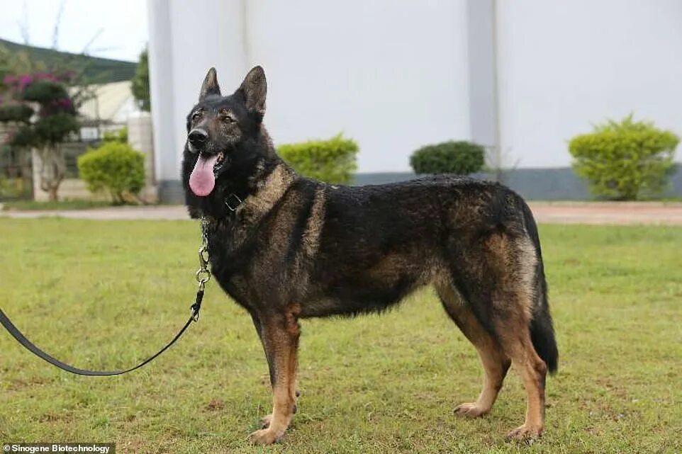 Куньминская овчарка фото China clones 'Sherlock Holmes' police dog to cut... Daily Mail Online