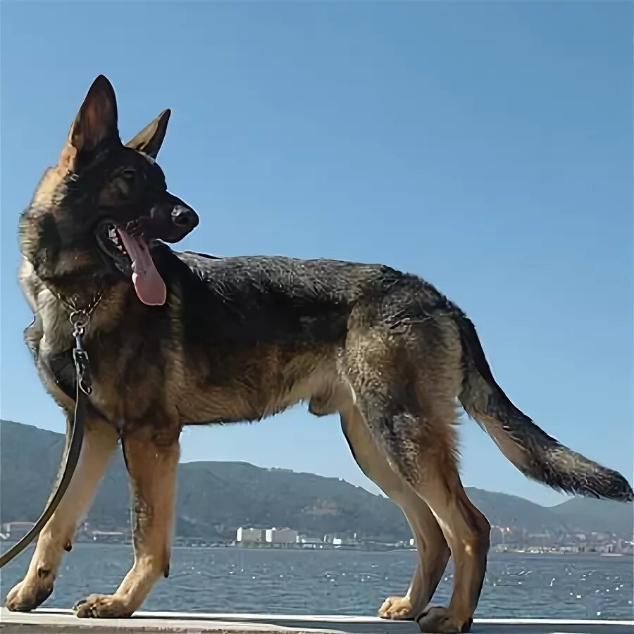 Куньминская овчарка фото Kunming Wolf-dog - Pet Paw