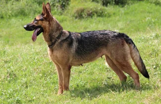 Куньминская овчарка фото 昆 明 犬 多 少 钱 一 只. - 市 场 价 格 - 黔 农 网 Wolf dog, Dogs, Animals