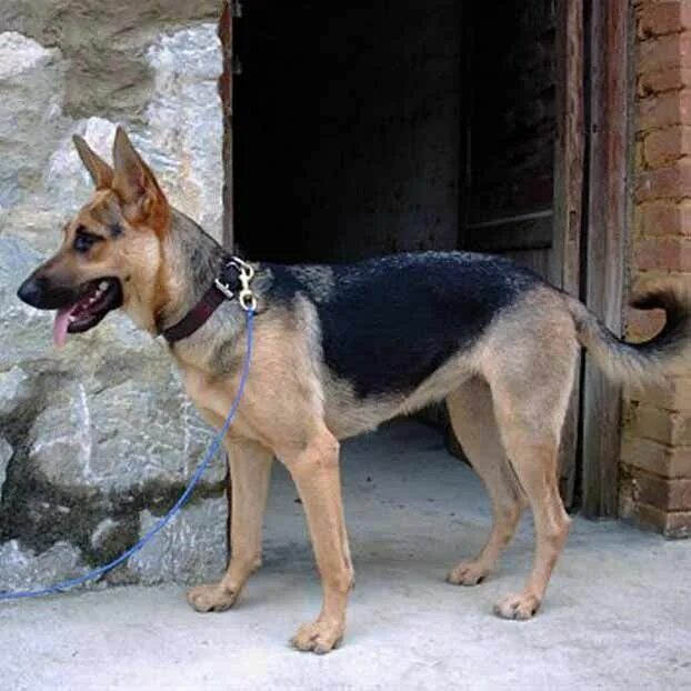 Куньминская овчарка фото Young Kunming Wolfdog Wolf dog, Dog breeds, Dogs