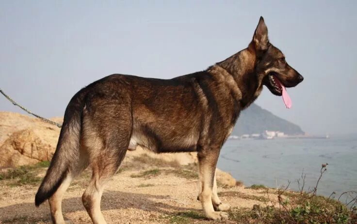 Куньминская овчарка фото Kunxun perro clonado en china - Buscar con Google Sheep dog puppy, German shephe