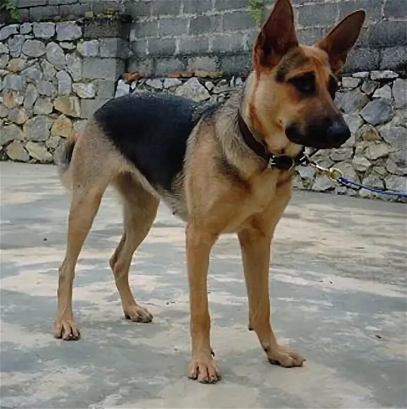 Куньминская овчарка фото Kungming Wolf dog, Dogs, Dog breeds