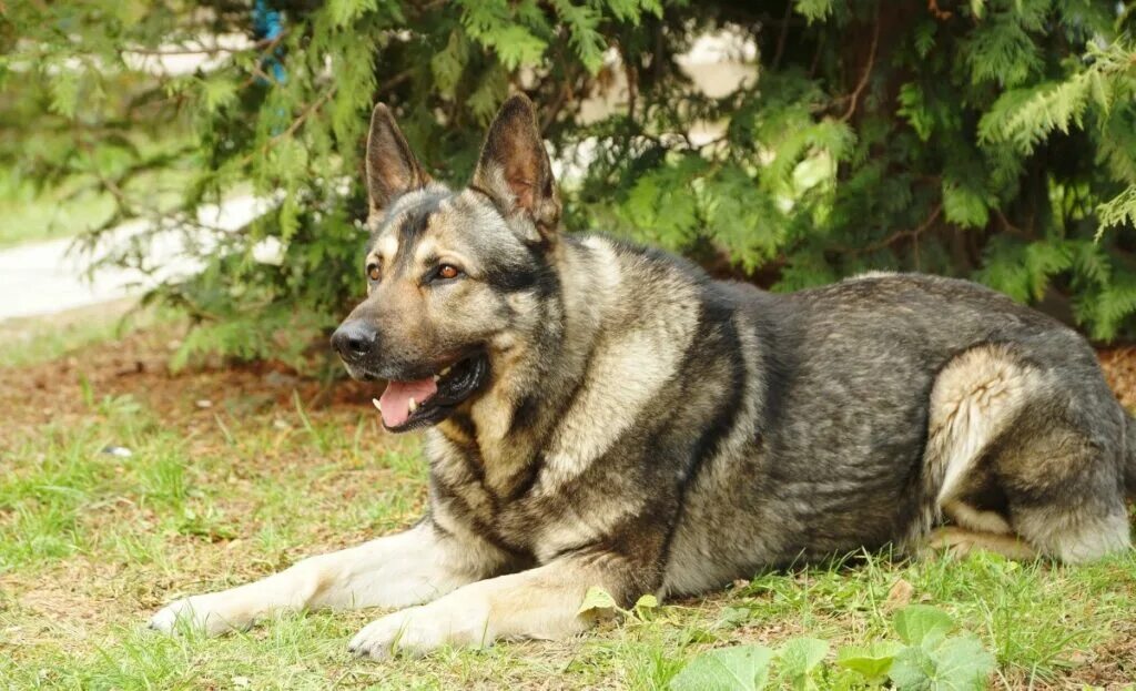 Куньминская овчарка фото 13 Adorable Chinese Dog Breeds That Capture Hearts At Home!