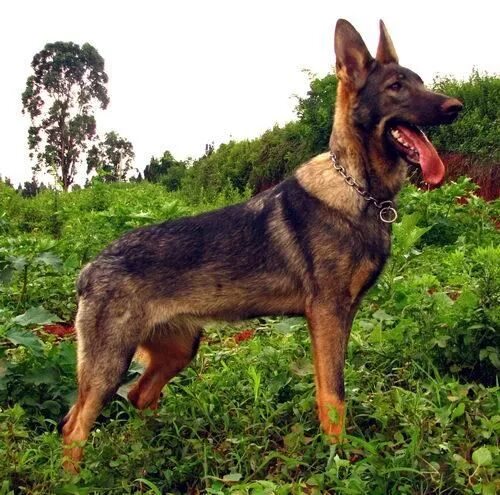 Куньминская овчарка фото Chinese Kunming Dog_Chinese Indigenous Dog Breeds 爱 逗 网