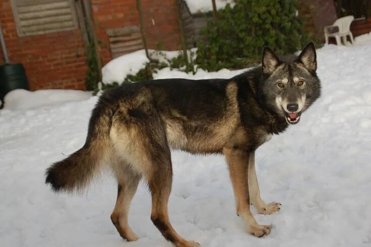Куньминская овчарка фото Tamaskan. That's a cool coat Tamaskan dog, Wolf dog, Dogs