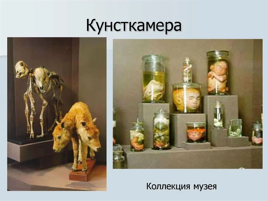 Кунсткамера фото внутри экспонатов Что находится в кунсткамере в санкт петербурге: найдено 85 изображений