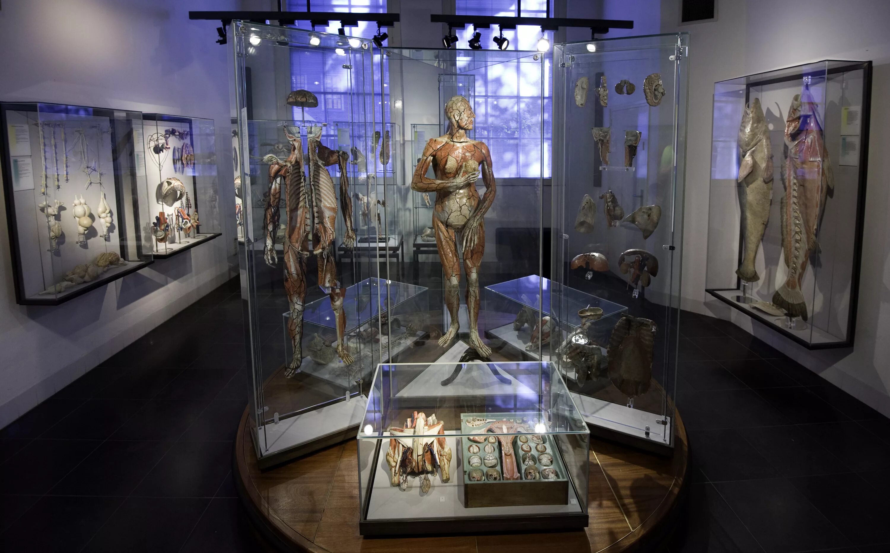Кунсткамера фото внутри экспонатов File:Museum Boerhaave Room 19 Anatomical World of Auzoux.jpg - Wikipedia