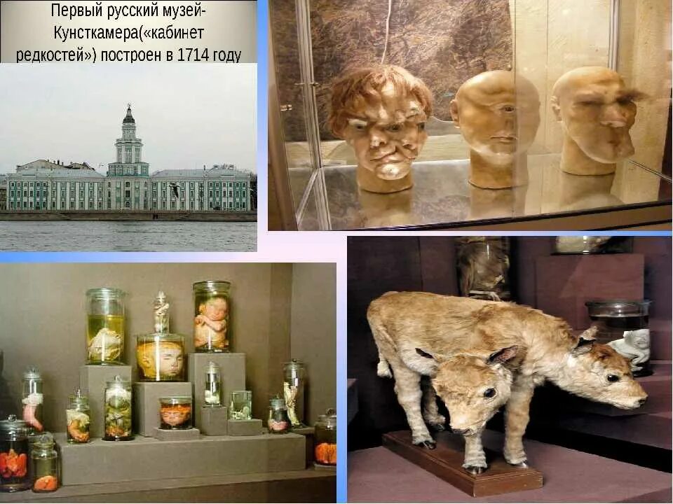Кунсткамера санкт петербург фото экспонатов внутри Первый русский музей фото YugNash.ru