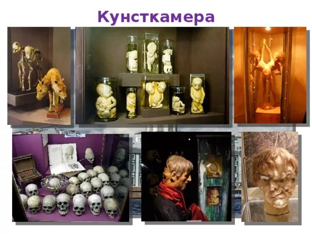 Кунсткамера санкт петербург фото экспонатов внутри Крупнейшие музеи мира