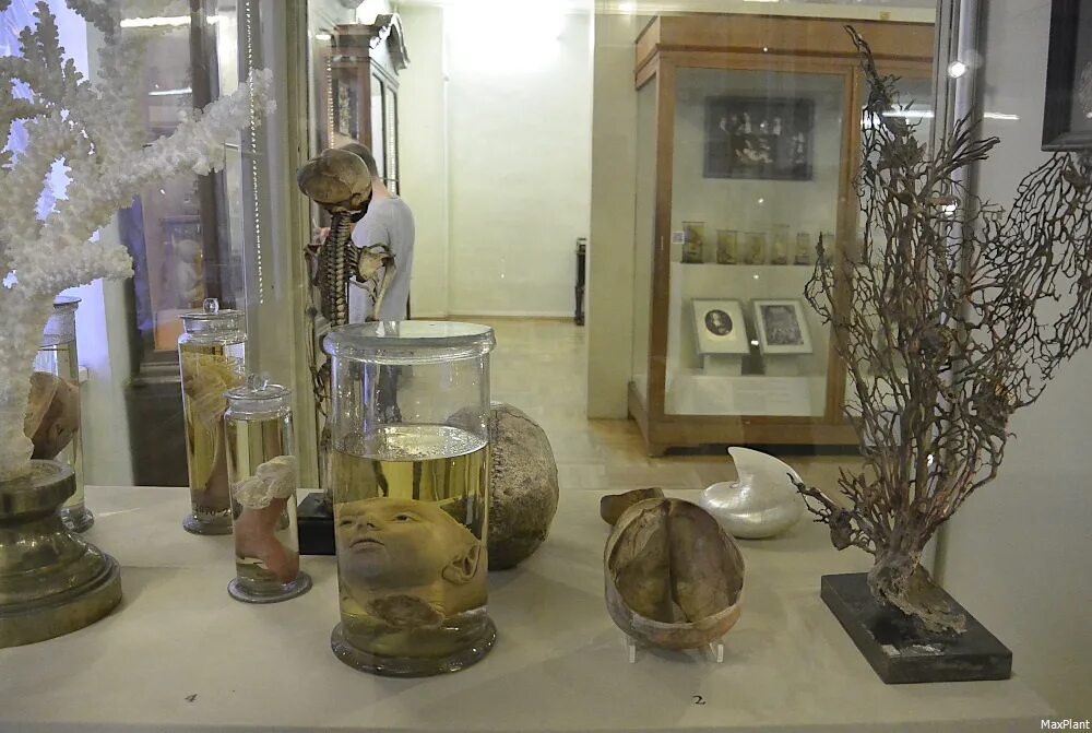Кунсткамера в питере фото kunstkamera museum com Кунсткамера