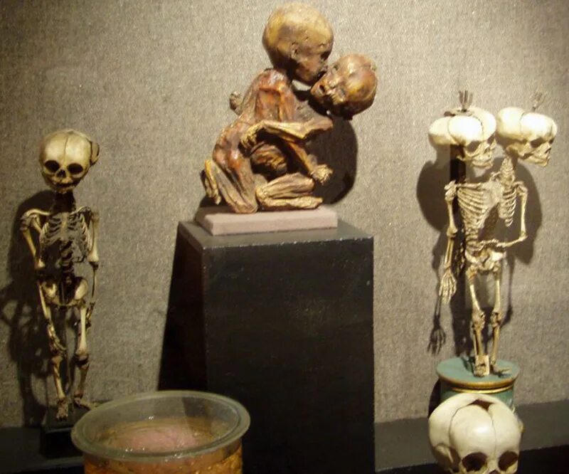 Кунсткамера в питере фото kunstkamera museum com Кунсткамера Санкт-Петербург - экскурсия 2024 с экскурсоводом цены, расписание, о