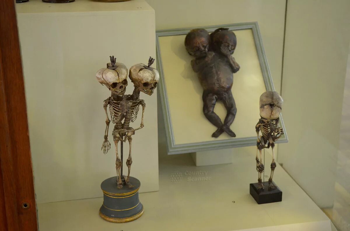 Кунсткамера в питере фото kunstkamera museum com Кунсткамера