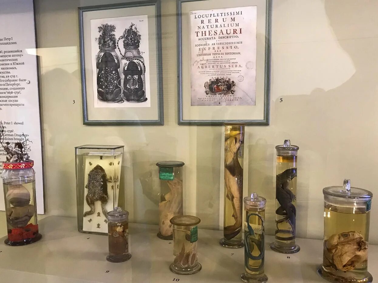 Кунсткамера в питере фото kunstkamera museum com Экскурсия в Кунсткамеру для школьников и студентов (экскурсия для класса) - КидС