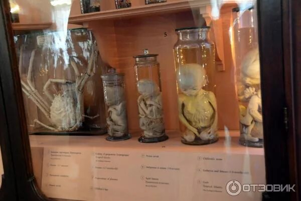 Кунсткамера в питере фото kunstkamera museum com Отзыв о Музей антропологии и этнографии им. Петра Великого "Кунсткамера" РАН (Ро