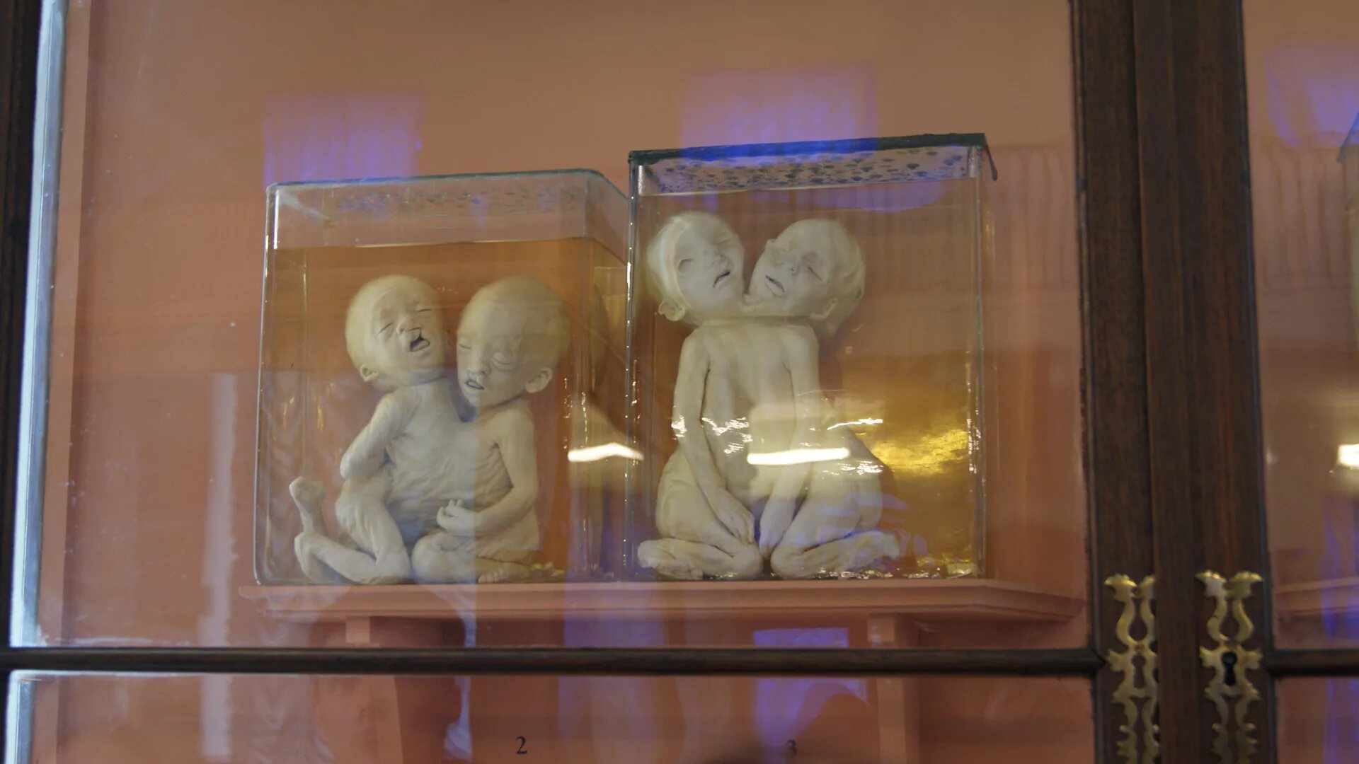 Кунсткамера в питере фото kunstkamera museum com #Питер. Кунсткамера. - DRIVE2