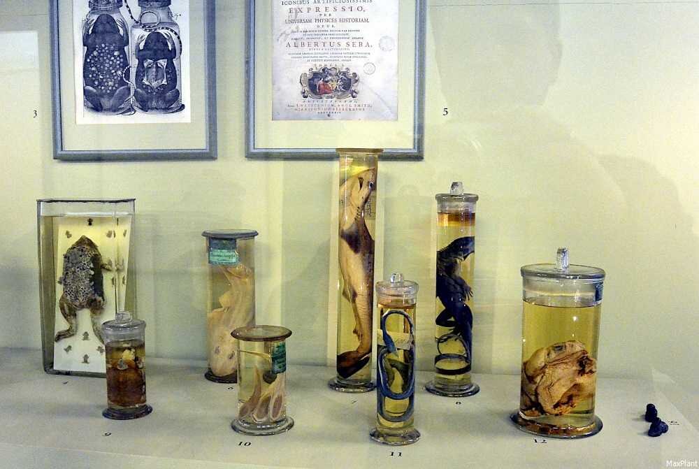 Кунсткамера в питере фото kunstkamera museum com Живые "монстры" и угощения. Как Пётр I народ к музеям приучал Учимся у истории Д