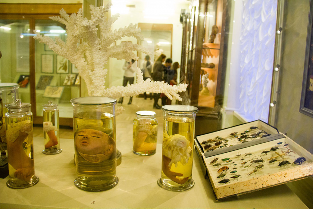 Кунсткамера в питере фото kunstkamera museum com Пешеходная экскурсия в Кунсткамеру в Санкт-Петербурге