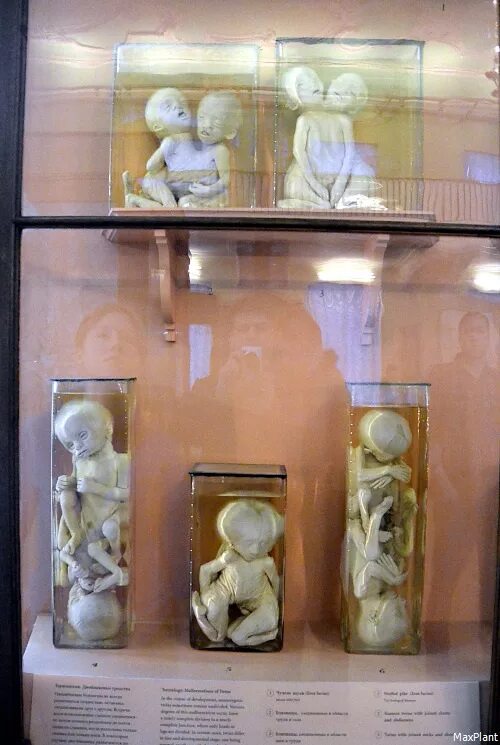 Кунсткамера в питере фото kunstkamera museum com Кунсткамера