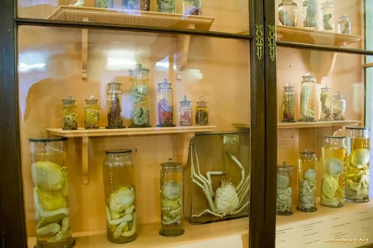 Кунсткамера в питере фото kunstkamera museum com Кунсткамера в Санкт-Петербурге - расписание, часы работы, цена билетов, фото и а